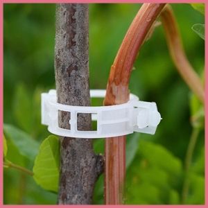 ANILLOS PARA TUTOREO
