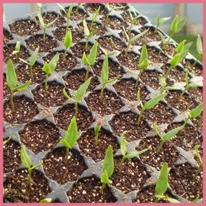 CHAROLA GERMINADORAS